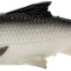 Savage Gear Pulse Tail Shiner LB Swimbait - 5in - White -Quality Fishing Supplies Store savage gear 2551 pulse tail shiner lb swimbait 72293.1651281049