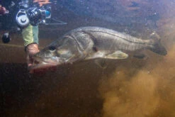 Van Staal VR Spinning Reels -Quality Fishing Supplies Store van staal vr series spinning reels 55010.1651333665