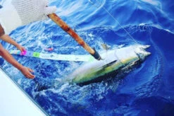 Yellowfin Tuna Release Ruler -Quality Fishing Supplies Store yellowfin tuna release ruler 70339.1651346588